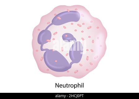 Neutrophils, white blood cells, polymorphonuclears