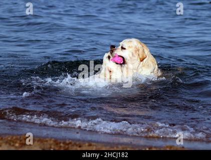 two yellow labradors playing at the seashore in summer Stock Photo