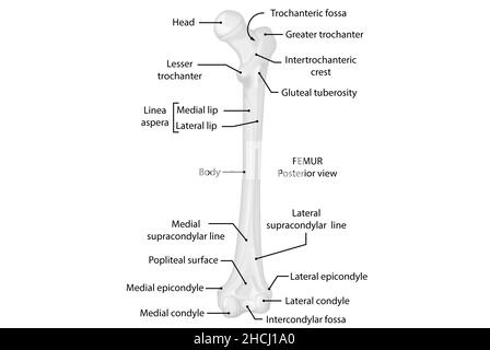 Anatomical Illustration of Popliteal Fossa Stock Photo - Alamy