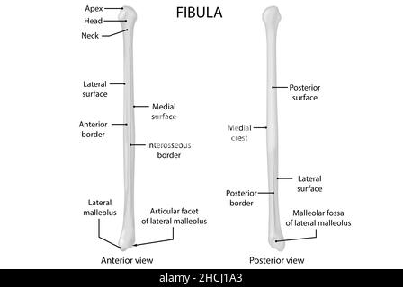 Fibula, anterior and posterior view, anatomy Stock Photo