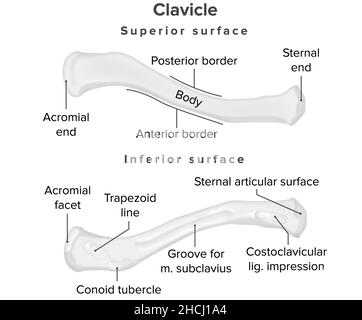 Clavicle, superior surface, human  anatomy Stock Photo