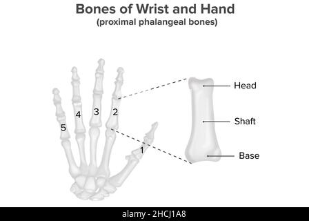 Bones of Wrist and hand, proximal phalangeal bones, anatomy Stock Photo