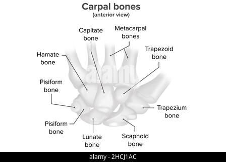 Carpal bones, anterior view, anatomy Stock Photo