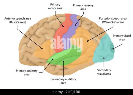 Lateral view of the brain and major structures higilighted Stock Photo