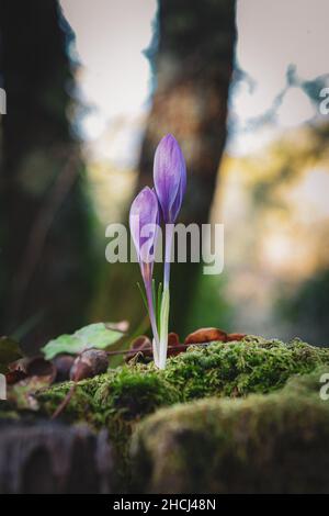 Vertical shot of two crocus flower buds blooming on a blurry background of acorns and trees Stock Photo