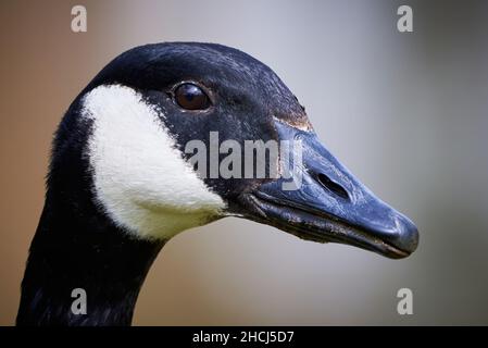Canada Goose head close-up ( Branta Canadensis ) Stock Photo