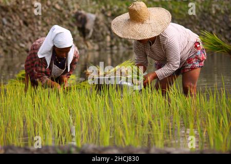 Visayan Rice Planting Ritual Filipino farmers planting rice by hand in Tinglayan, the Philippines ...
