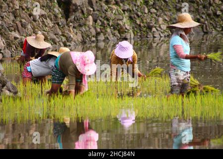 Filipino farmers planting rice in Isabela province in the Philippines ...