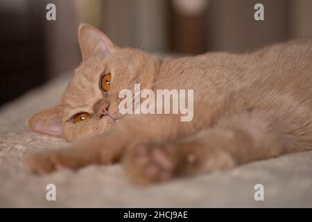 Close-up of light red colored beautiful thoroughbred cat with bright orange eyes looking away lying on soft terry bedspread covering sofa on blurry Stock Photo