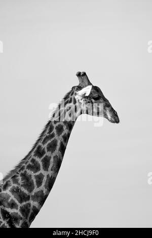 Portrait of a single giraffe taken in a national park in africa Stock Photo
