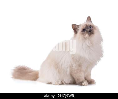 Portrait of sacred young cat of Burma sitting on white background Stock Photo