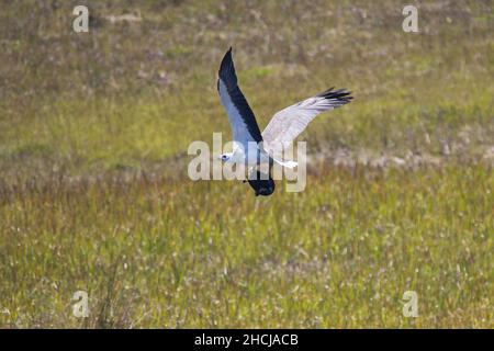 White bellied Sea Eagle flying away with a freshwater Snake-necked Turtle in his claws. Queensland, Australia. Haliaeetus leucogaster, Chelodina longi Stock Photo