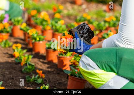 Unrecognizable man at work planting flowers in a garden Stock Photo