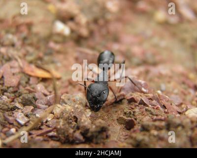 Selective focus shot of a black ant walking on rocky ground in Bhilai, Chhattisgarh Stock Photo