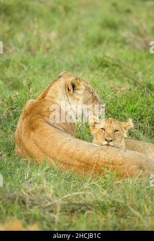 Lion (Panthera leo) cub suckling from his mother in the grass in the Masai Mara in Kenya Stock Photo