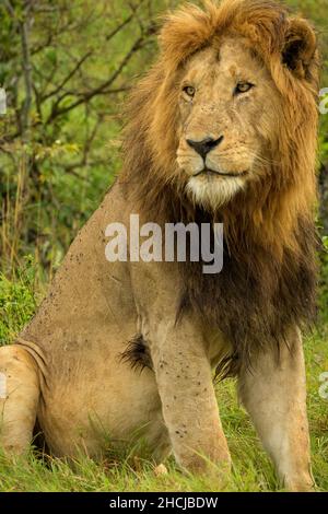 Maned African Male Lion (Panthera leo) playing and nuzzling with his cubs Stock Photo