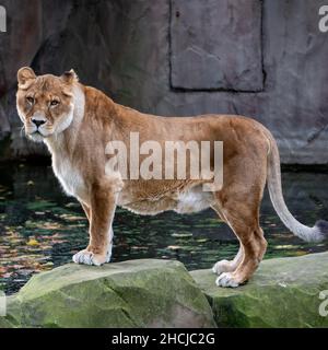 Female maneless lion on rocks in the Rotterdam Zoo (Diergaarde Blijdorp) in the Netherlands Stock Photo