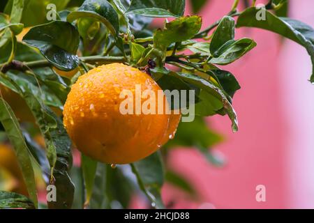 Closeup of a ripe orange growing on a tree with the background of leaves and branches Stock Photo