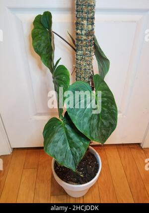 Beautiful green and silver leaf of Philodendron Majestic on a moss pole Stock Photo