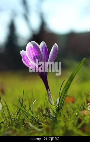 Vertical macro of a beautiful purple single flower in the field with a blurry background Stock Photo
