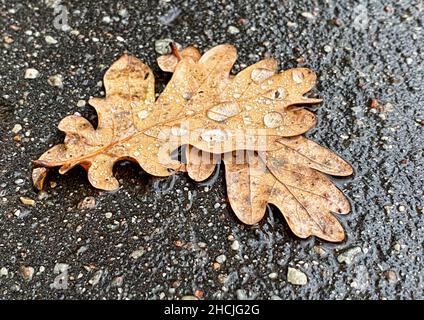 wet autumn oak leaves with rain drops on asphalt street Stock Photo