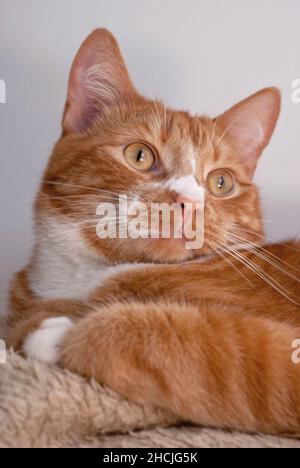 Ginger cat on a blanket. Stock Photo