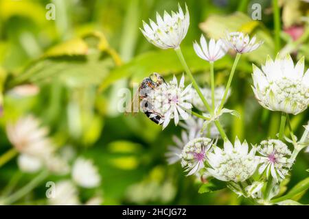 A Sand-Loving Wasps in the Genus Tachytes Hunting for Prey in Beautiful White Flowers Stock Photo