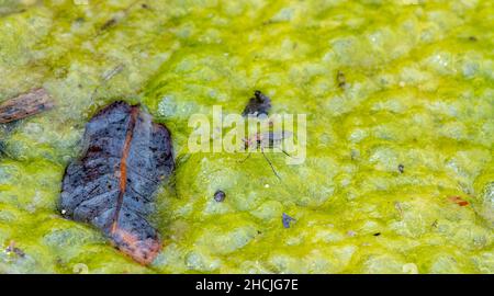 A Long-legged Fly in the Subfamily Hydrophorinae Walks on the Mossy Surface of a Small Pond in Eastern Colorado Stock Photo