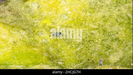 A Long-legged Fly in the Subfamily Hydrophorinae Walks on the Mossy Surface of a Small Pond in Eastern Colorado Stock Photo