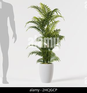 Decorative areca palm tree planted white ceramic pot isolated on white background. Stock Photo