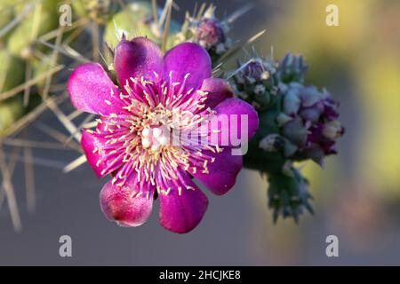 Chain Fruit Cholla (Cylindropuntia fulgida) Stock Photo