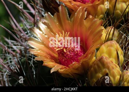 Fishhook Barrel Cactus (Ferocactus wislezeni) in bloom Stock Photo