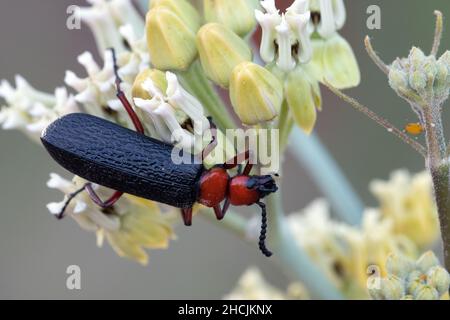 Master Blister Beetle (Lytta magister) Stock Photo