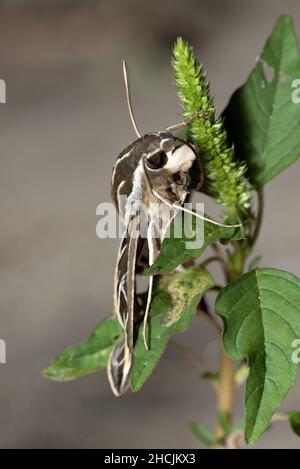 White-lined Sphinx Moth Caterpillar (Hyles lineata) Stock Photo