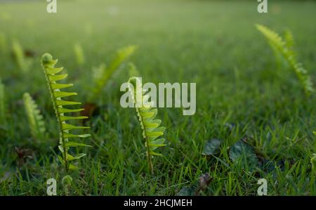 Green fern leaves grown on green grass. Tropical leaf. Stock Photo