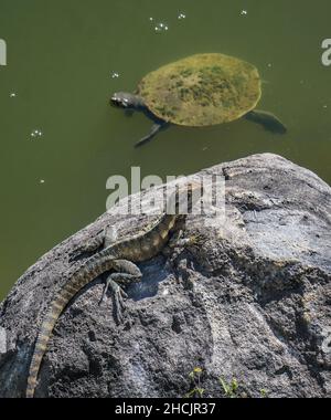 an Australian water dragon (Intellagama lesueurii), while a Broad Shelled River Turtle swims by,  Bundaberg Botanic Gardens, Queensland, Australia Stock Photo