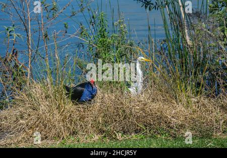 nesting Australasian swamphen (Porphyrio melanotus) at Agnes Watson Lagoons, Bundaberg Botanic Gardens, Bundaberg, Queensland, Australia Stock Photo