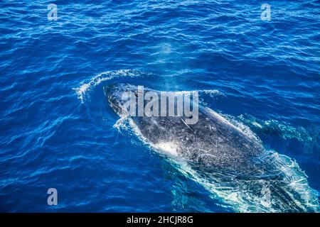 surfacing humpback whale (Megaptera novaeangliae) in the Coral Sea at Hervey Bay, Queensland, Australia Stock Photo