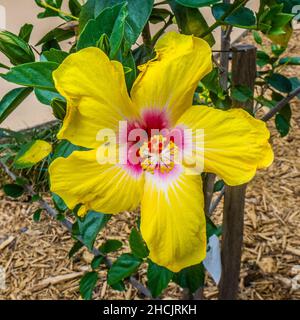 Hibiscus Rosa Sinesis "Yellow Sunshine ", bright yellow with yellow bright petals Stock Photo