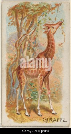 Allen & Ginter (American, Richmond, Virginia) Giraffe, from the Quadrupeds series (N21) for Allen & Ginter Cigarettes, 1890 American,  Commercial color lithograph; Sheet: 2 3/4 x 1 1/2 in. (7 x 3.8 cm) The Metropolitan Museum of Art, New York, The Jefferson R. Burdick Collection, Gift of Jefferson R. Burdick (Burdick 201, N21.18) http://www.metmuseum.org/Collections/search-the-collections/409138