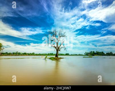 Silhouette of ancient Ficus racemosa tree in a flooded field in the flood season brings alluvium to the upcoming rice crops in the countryside Stock Photo