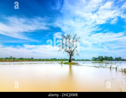 Silhouette of ancient Ficus racemosa tree in a flooded field in the flood season brings alluvium to the upcoming rice crops in the countryside Stock Photo