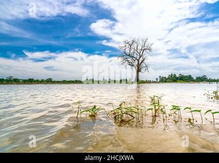 Silhouette of ancient Ficus racemosa tree in a flooded field in the flood season brings alluvium to the upcoming rice crops in the countryside Stock Photo