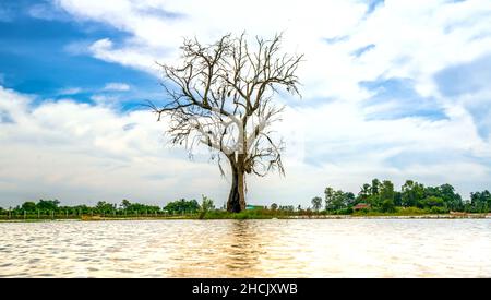 Silhouette of ancient Ficus racemosa tree in a flooded field in the flood season brings alluvium to the upcoming rice crops in the countryside Stock Photo