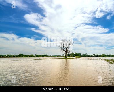 Silhouette of ancient Ficus racemosa tree in a flooded field in the flood season brings alluvium to the upcoming rice crops in the countryside Stock Photo