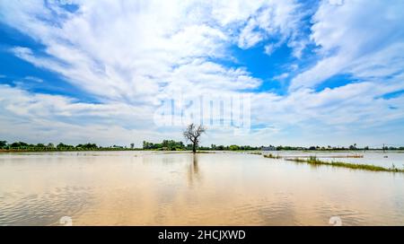 Silhouette of ancient Ficus racemosa tree in a flooded field in the flood season brings alluvium to the upcoming rice crops in the countryside Stock Photo