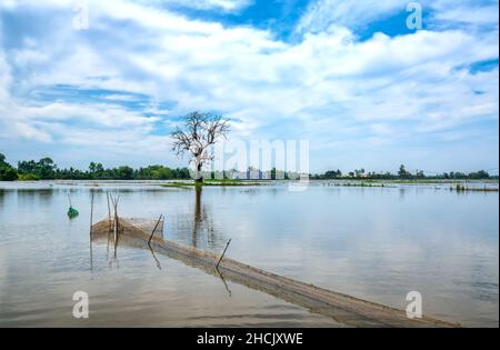 Silhouette of ancient Ficus racemosa tree in a flooded field in the flood season brings alluvium to the upcoming rice crops in the countryside Stock Photo