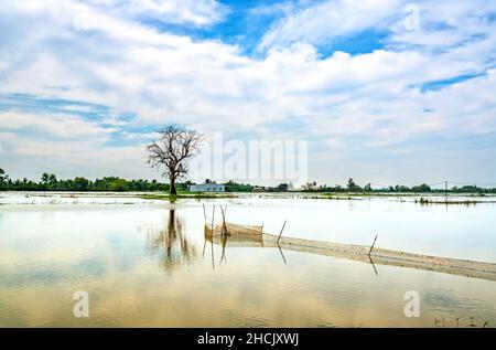 Silhouette of ancient Ficus racemosa tree in a flooded field in the flood season brings alluvium to the upcoming rice crops in the countryside Stock Photo