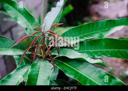 Closeup of growing mango tree leaves where reddish colouring for new leaves and green leathery shiny texture for adult leaves. Selective focus. Stock Photo