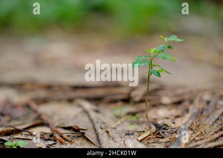 Small fresh jackfruit plant growing from seed Stock Photo